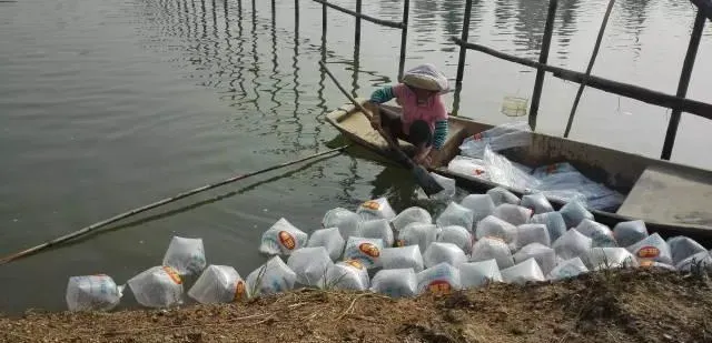学会这几招，南美白对虾养殖户选苗不用愁