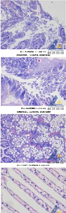 脊尾白虾感染血卵涡鞭虫游塘、死亡一例