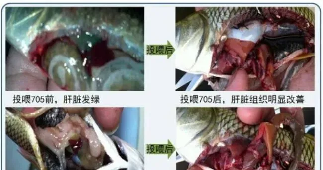 草鱼养殖户修复肝治肠炎就用保健料705