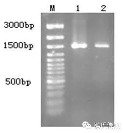 黄颡鱼“裂头病”细菌性病原的分离与鉴定