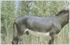 养殖好驴的几个窍门 | 动物养殖技术