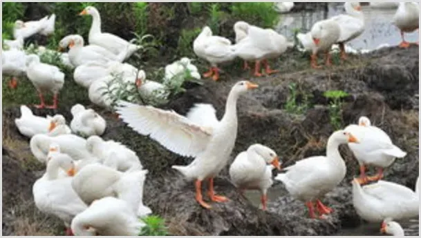 鹅寄生虫病的症状有哪些?怎么确诊? | 养殖疾病大全