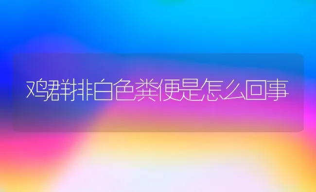 鸡群排白色粪便是怎么回事 | 家禽养殖