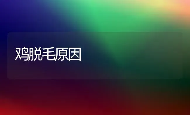 鸡脱毛原因 | 家禽养殖