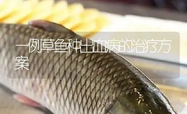 一例草鱼种出血病的治疗方案 | 淡水养殖