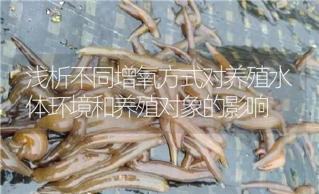 浅析不同增氧方式对养殖水体环境和养殖对象的影响 | 特种养殖