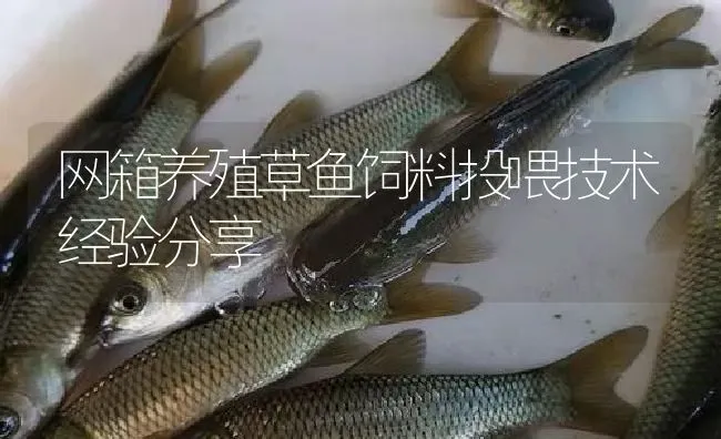 网箱养殖草鱼饲料投喂技术经验分享 | 淡水养殖