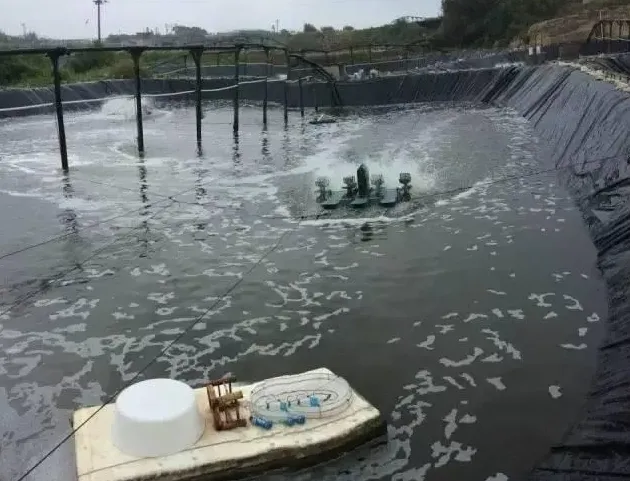 “强力倍生源+益水光合素”组合强效处理高密度对虾养殖塘不良水质