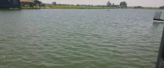 “双菌”组合防治草鱼烂鳃病死亡案例