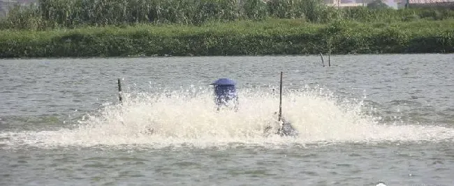 水产杂谈丨论南美白对虾塘水质分层