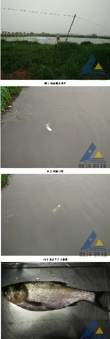 低温期氯氰菊酯中毒引起花、白鲢鱼死亡一例