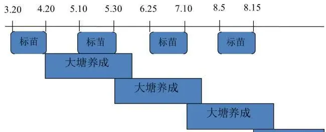 小棚标粗+露天塘养对虾，一年四造，亩盈利轻松超万元