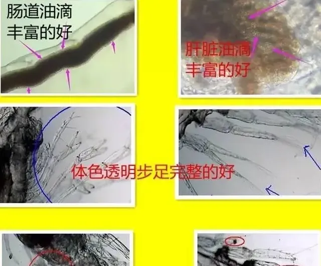 学会这几招，南美白对虾养殖户选苗不用愁
