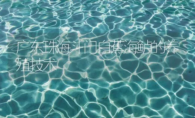 广东珠海斗门白蕉海鲈的养殖技术 | 海水养殖