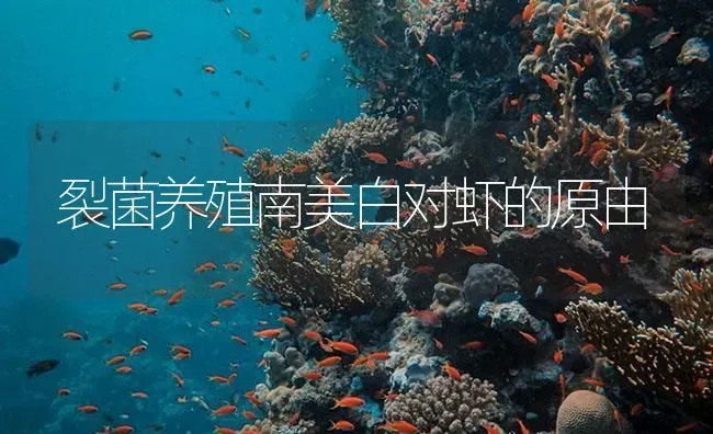 裂菌养殖南美白对虾的原由 | 海水养殖