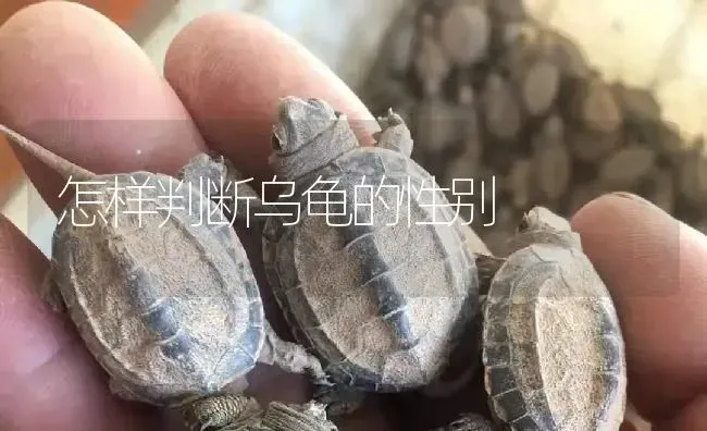 怎样判断乌龟的性别 | 淡水养殖