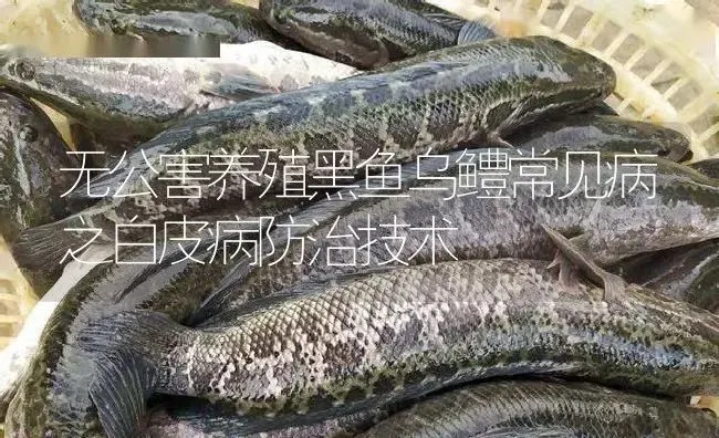 无公害养殖黑鱼乌鳢常见病之白皮病防治技术 | 淡水养殖