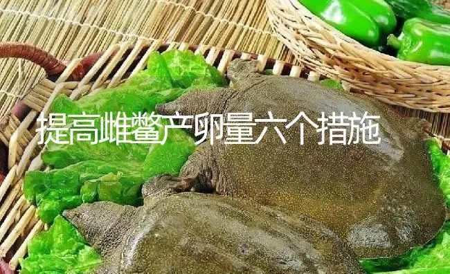 提高雌鳖产卵量六个措施 | 淡水养殖