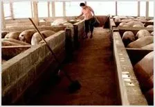猪场饲料浪费的原因及改进建议 | 动物养殖知识