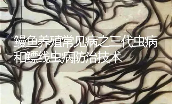 鳗鱼养殖常见病之三代虫病和鳔线虫病防治技术 | 淡水养殖
