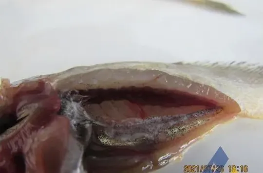 [每周一例]网箱养殖大黄鱼混合感染真鲷虹彩病毒和弧菌