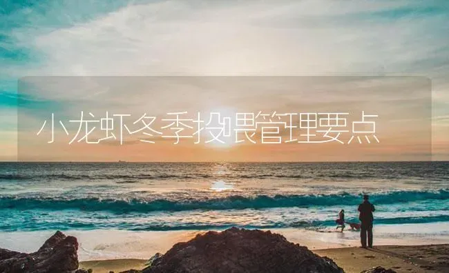 小龙虾冬季投喂管理要点 | 海水养殖