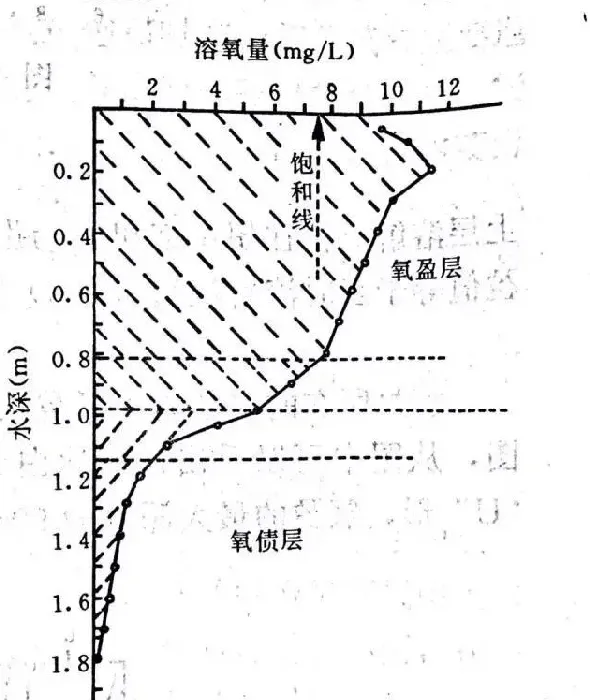 养对虾的水体挖多深最合适？一线研究经验讲透溶氧最关键的几大规律！