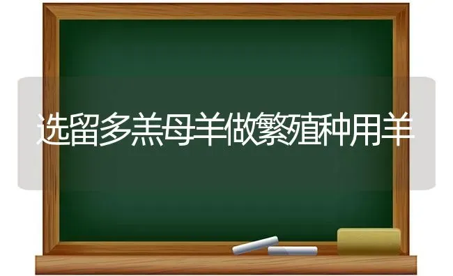 选留多羔母羊做繁殖种用羊 | 家畜养殖