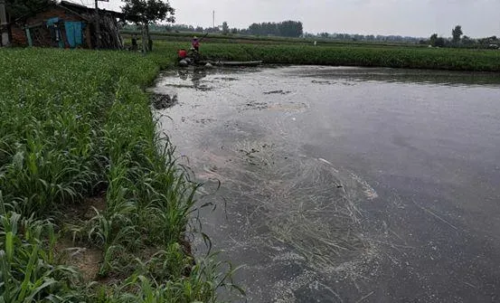 草鱼塘闷热天气倒藻，你知道吗？