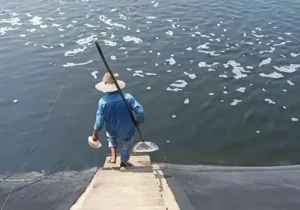 水产杂谈丨论南美白对虾塘水质分层