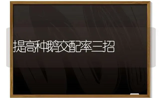 提高种鹅交配率三招 | 家禽养殖