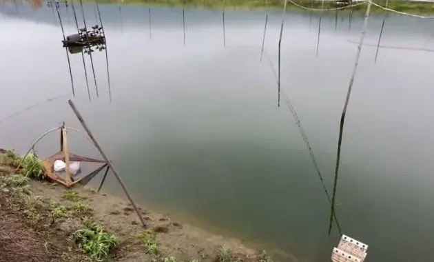【养殖户需警惕】水中重金属超标将加重鱼虾肝脏负荷