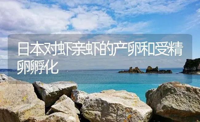 日本对虾亲虾的产卵和受精卵孵化 | 海水养殖