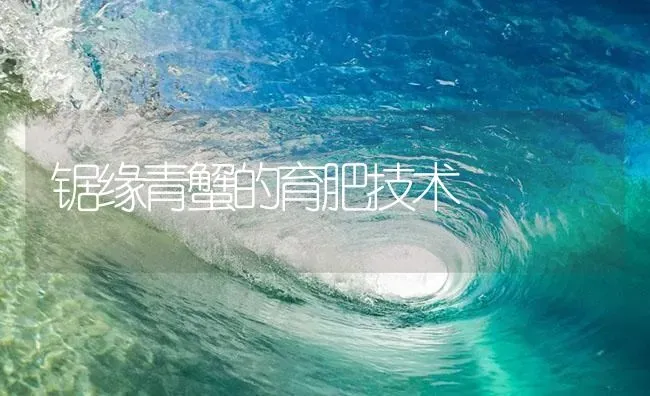 锯缘青蟹的育肥技术 | 海水养殖