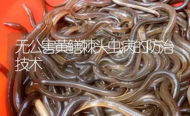 无公害黄鳝棘头虫病的防治技术 | 淡水养殖