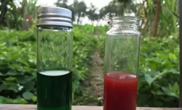 水产养殖户如何辨别优质乳酸菌和光合菌