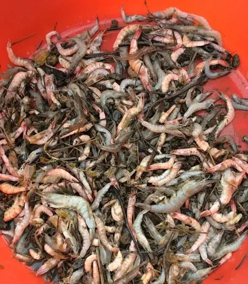 南美白对虾养殖过程中中毒性偷死的管理控制