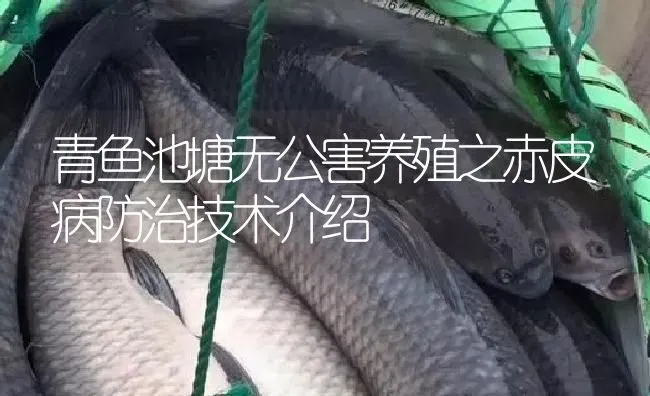 青鱼池塘无公害养殖之赤皮病防治技术介绍 | 淡水养殖