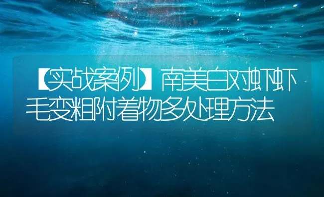 【实战案例】南美白对虾虾毛变粗附着物多处理方法 | 海水养殖