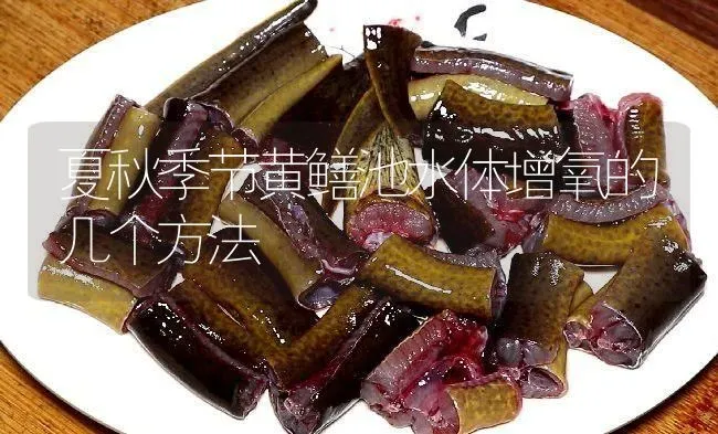 夏秋季节黄鳝池水体增氧的几个方法 | 淡水养殖