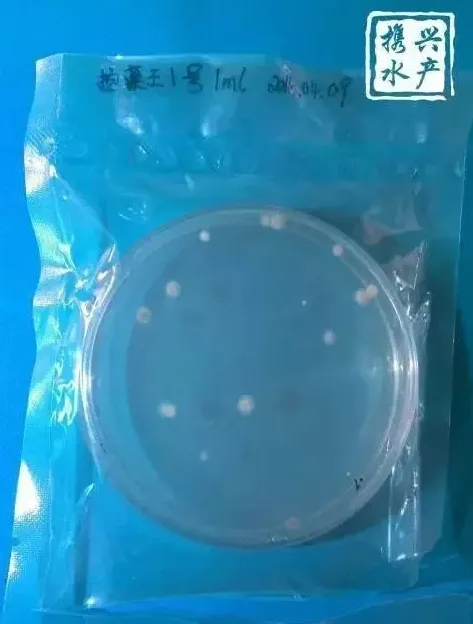 水产养殖户如何辨别优质乳酸菌和光合菌