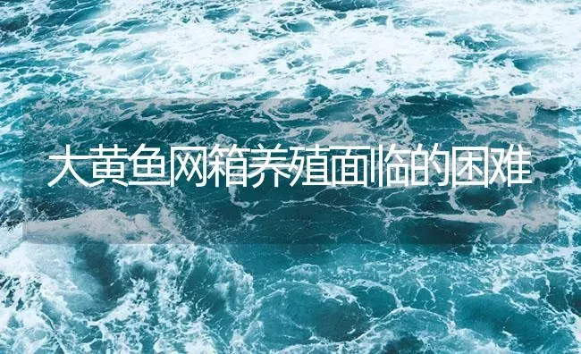 大黄鱼网箱养殖面临的困难 | 海水养殖
