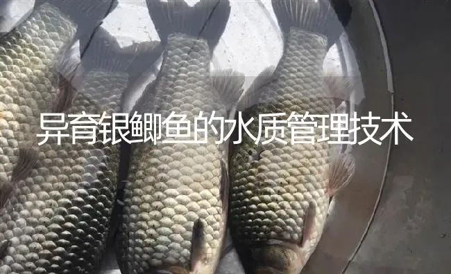 异育银鲫鱼的水质管理技术 | 淡水养殖