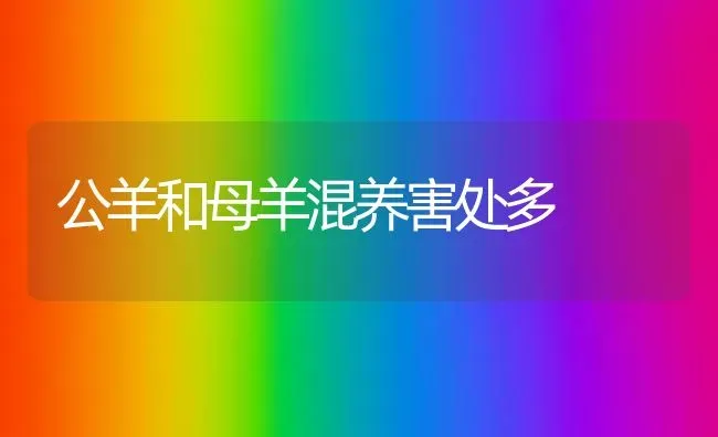 公羊和母羊混养害处多 | 家畜养殖