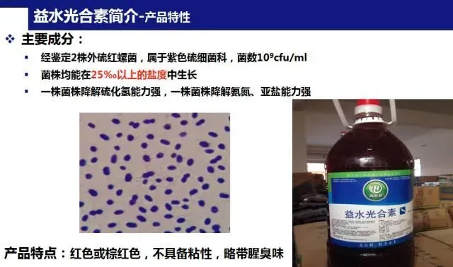 “强力倍生源+益水光合素”组合强效处理高密度对虾养殖塘不良水质