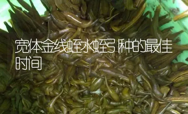 宽体金线蛭水蛭引种的最佳时间 | 特种养殖