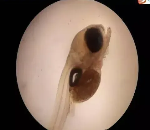 春季鱼苗培育的四大技术要点要掌握