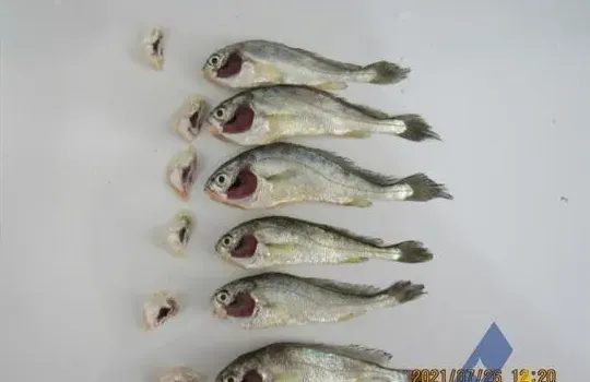 [每周一例]网箱养殖大黄鱼混合感染真鲷虹彩病毒和弧菌