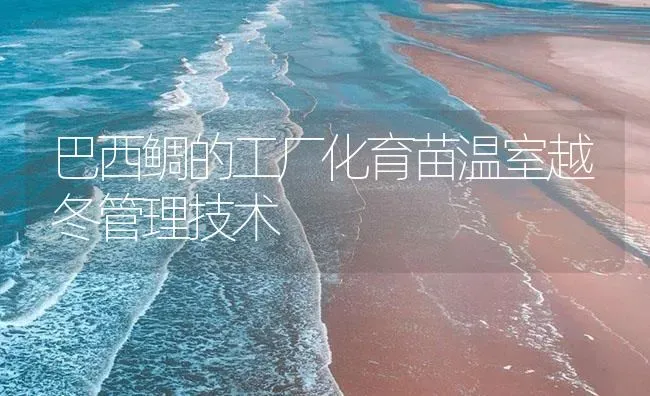 巴西鲷的工厂化育苗温室越冬管理技术 | 海水养殖