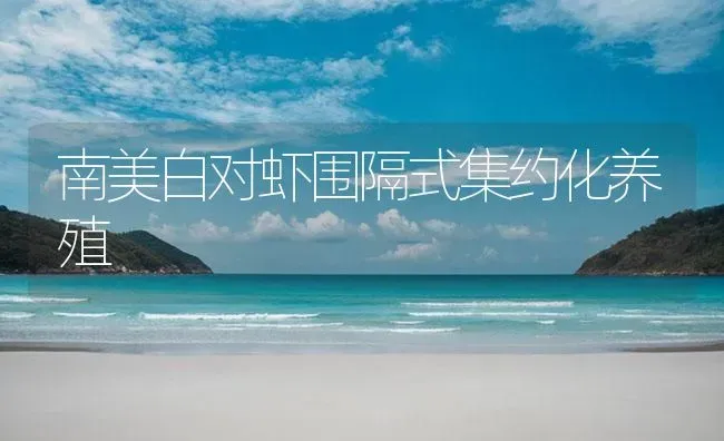 南美白对虾围隔式集约化养殖 | 海水养殖